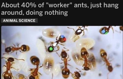 Ants and humans are similar